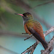 Amazilia Hummingbird