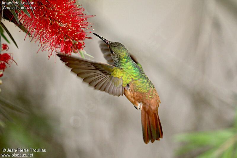 Amazilia Hummingbird