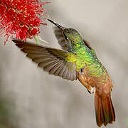 Amazilia Hummingbird