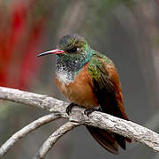 Amazilia Hummingbird