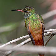 Amazilia Hummingbird