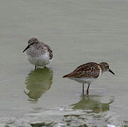 Baird's Sandpiper