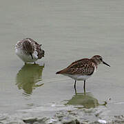 Baird's Sandpiper