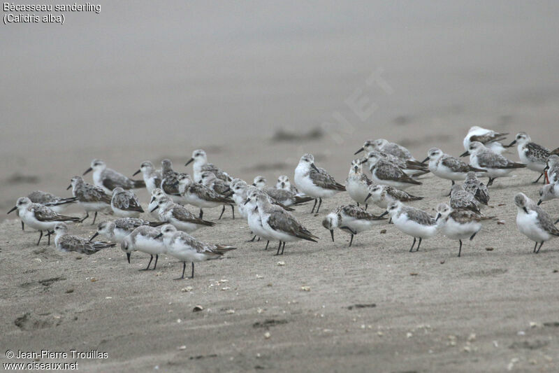 Bécasseau sanderling