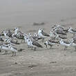 Bécasseau sanderling