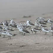 Sanderling