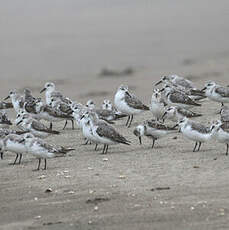 Bécasseau sanderling