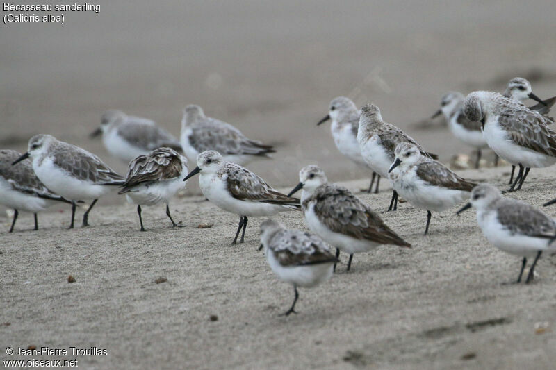 Bécasseau sanderling