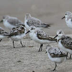 Bécasseau sanderling