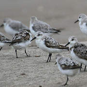 Sanderling