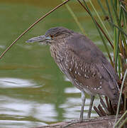 Yellow-crowned Night Heron