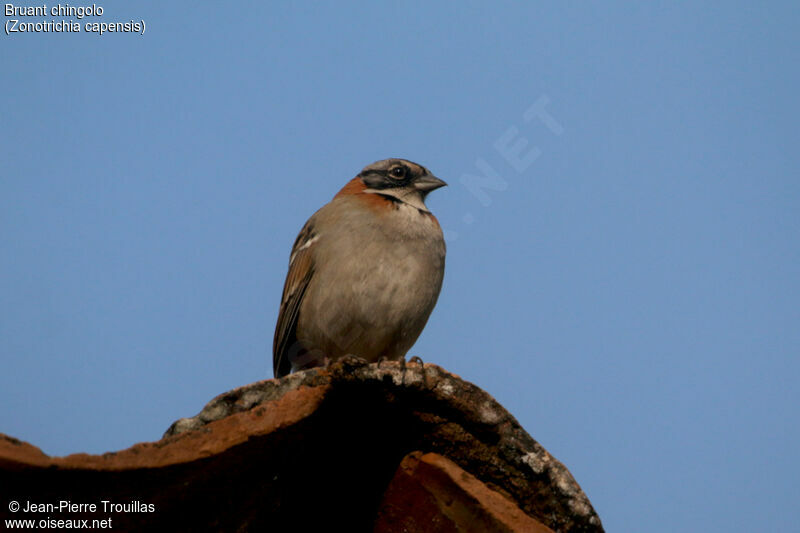 Rufous-collared Sparrow