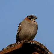 Rufous-collared Sparrow