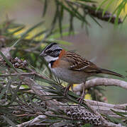 Rufous-collared Sparrow