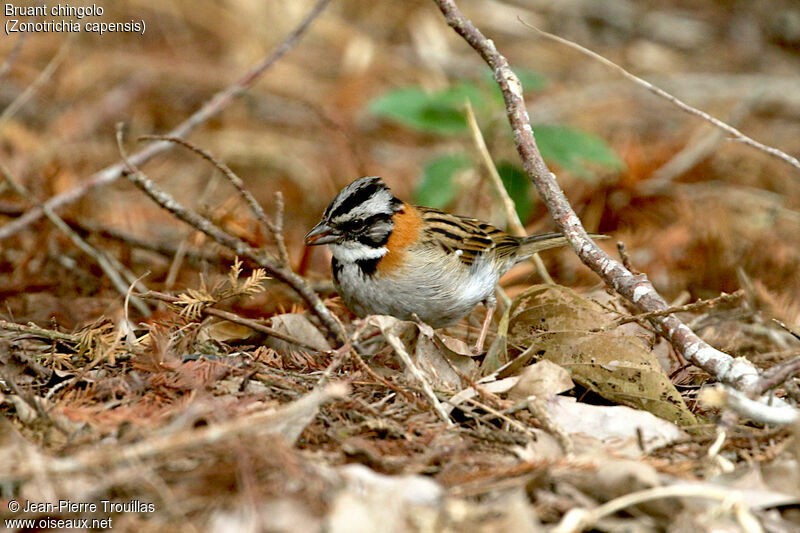 Rufous-collared Sparrow