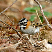 Rufous-collared Sparrow