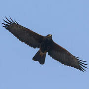 Harris's Hawk