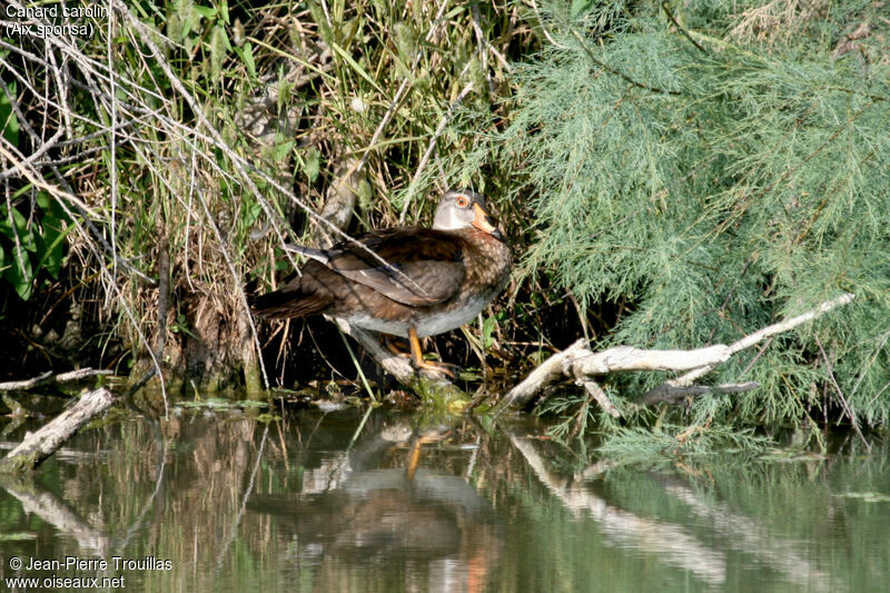 Canard carolin