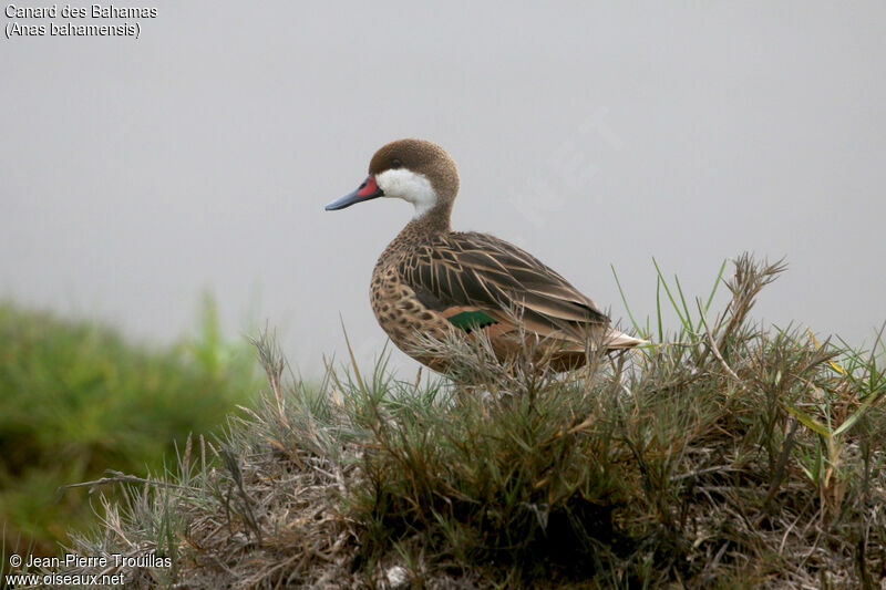 White-cheeked Pintail