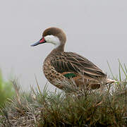 White-cheeked Pintail