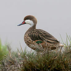 Canard des Bahamas