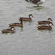 White-cheeked Pintail