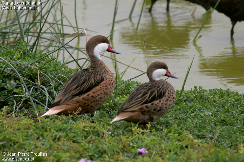 White-cheeked Pintail