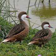 White-cheeked Pintail