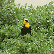 Yellow-headed Blackbird