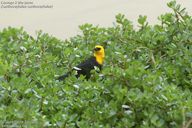 Yellow-headed Blackbird