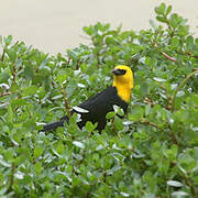 Yellow-headed Blackbird