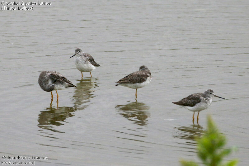 Lesser Yellowlegs