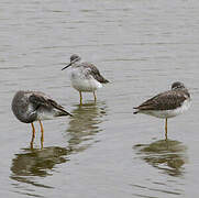 Lesser Yellowlegs