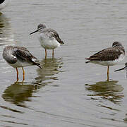 Lesser Yellowlegs