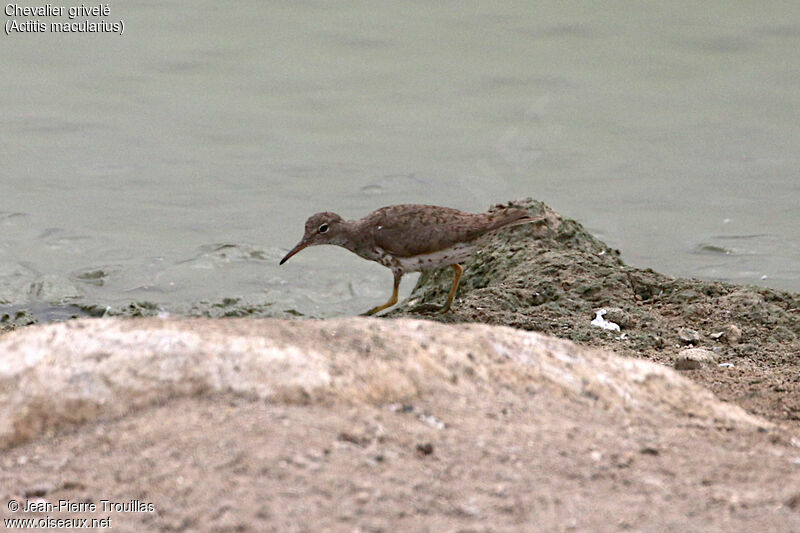 Spotted Sandpiper