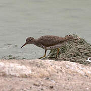 Spotted Sandpiper