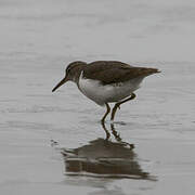 Spotted Sandpiper