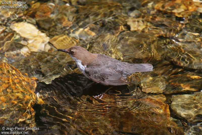 White-throated Dipper