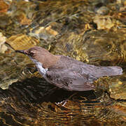 White-throated Dipper