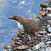 White-throated Dipper