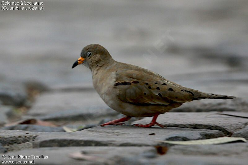 Croaking Ground Dove