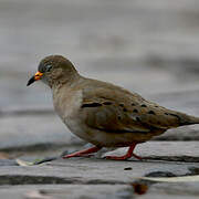 Croaking Ground Dove