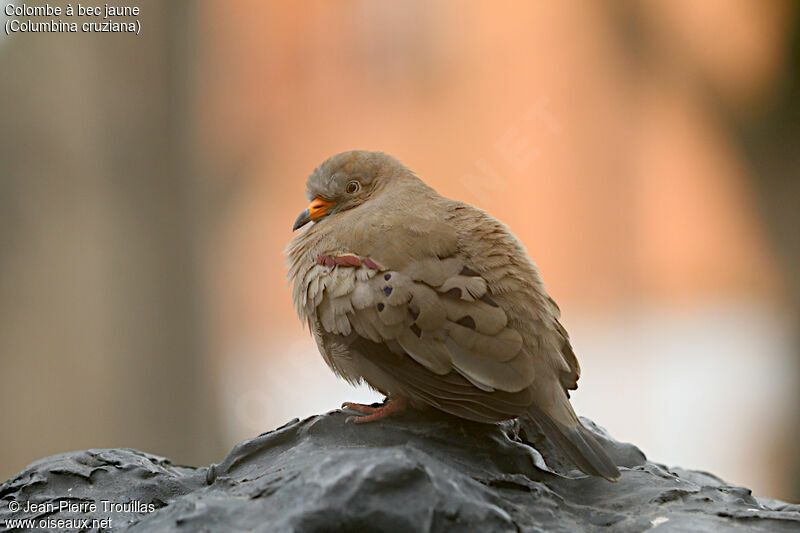 Croaking Ground Dove