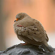 Croaking Ground Dove