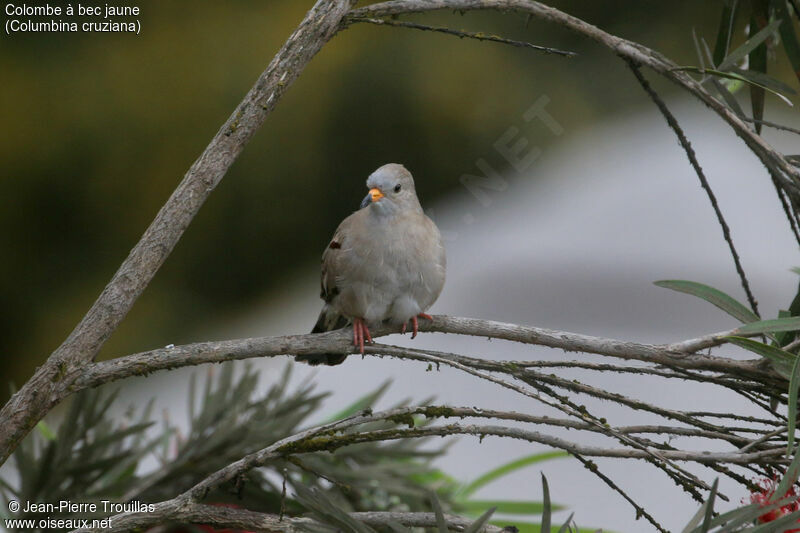 Croaking Ground Dove