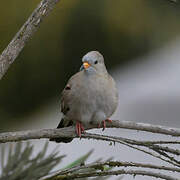 Croaking Ground Dove