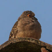 Bare-faced Ground Dove