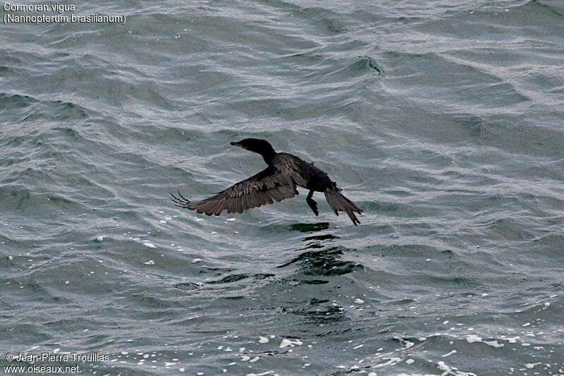 Neotropic Cormorant