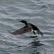 Neotropic Cormorant