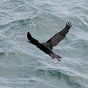 Neotropic Cormorant